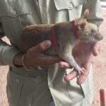 1 private tour hero rats angkor national museum Private Tour: HERO Rats & Angkor National Museum