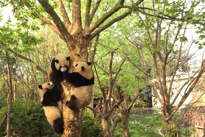 Private Tour of Chengdu Panda Center and Leshan Giant Buddha