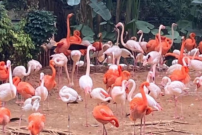 Private Tour to Chimelong Safari Park Zoo and Circus in Guangzhou
