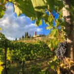 1 private tuscany tour from florence including siena san gimignano and chianti wine region Private Tuscany Tour From Florence Including Siena, San Gimignano and Chianti Wine Region