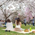 1 private unique kanazawa cherry blossom sakura experience Private & Unique Kanazawa Cherry Blossom "Sakura" Experience