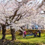 1 private unique nagasaki cherry blossom sakura experience Private & Unique Nagasaki Cherry Blossom "Sakura" Experience