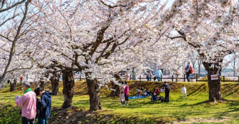 Private & Unique Nagasaki Cherry Blossom “Sakura” Experience