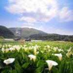 1 private yangmingshan beitou tour from taipei with pickup Private Yangmingshan & Beitou Tour From Taipei With Pickup