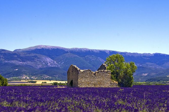 Provence Lavender Fields Tour From Aix-En-Provence