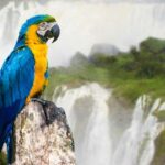 1 puerto iguazu iguaza falls brazilian side bird park tour 2 Puerto Iguazu: Iguaza Falls Brazilian Side & Bird Park Tour