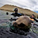 1 puerto madryn 3 hour snorkeling trip with sea lions Puerto Madryn: 3-Hour Snorkeling Trip With Sea Lions