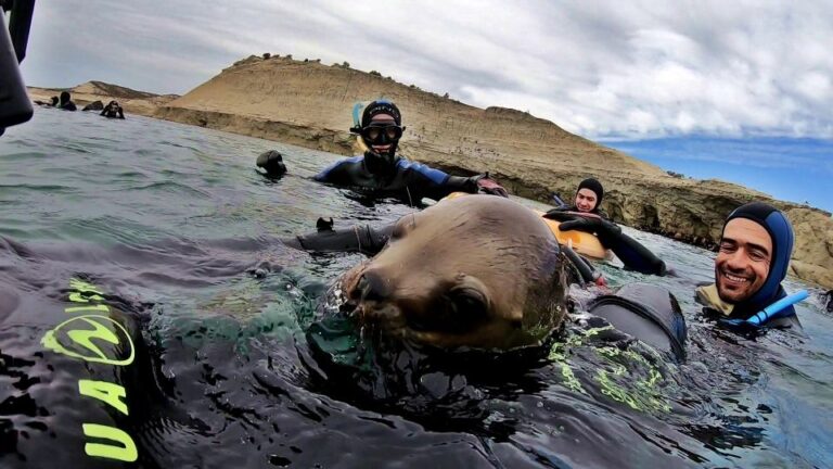 Puerto Madryn: 3-Hour Snorkeling Trip With Sea Lions