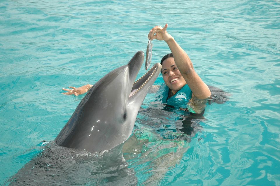 1 puerto plata ocean world dolphin swim Puerto Plata Ocean World Dolphin Swim