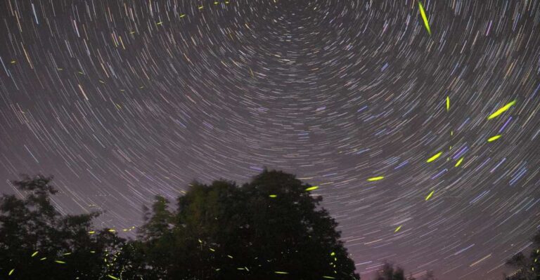 Puerto Princesa: Firefly Watching Bay Cruise With Dinner