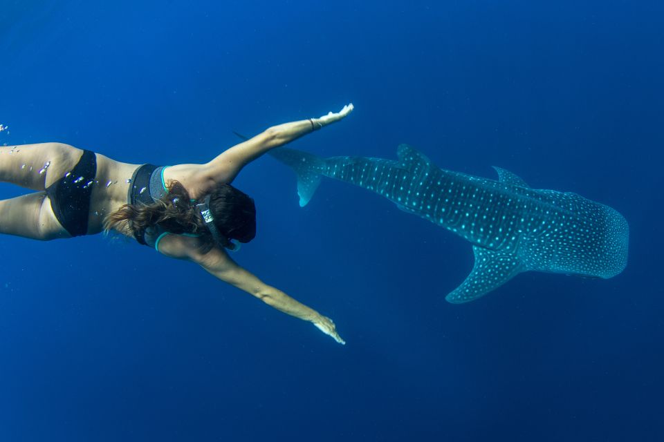 1 puerto princesa swim with whale sharks boat cruise Puerto Princesa: Swim With Whale Sharks Boat Cruise