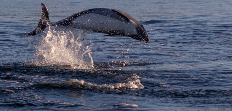Punta Arenas: Dolphin & Wildlife Watching