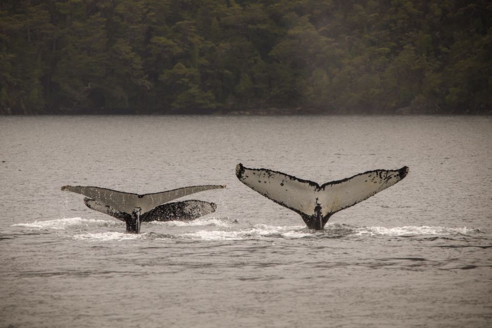 1 punta arenas full day whales penguins and glaciers tour Punta Arenas: Full-Day Whales, Penguins, and Glaciers Tour