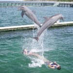1 punta cana dolphin experience in the sea Punta Cana: Dolphin Experience in the Sea