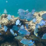 1 punta cana full day snorkelling tour in catalina island Punta Cana: Full-Day Snorkelling Tour in Catalina Island