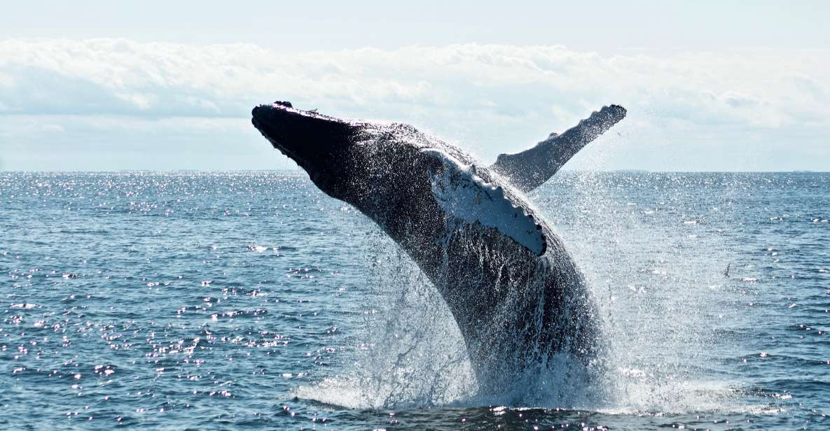 1 punta cana whale watching cascada limon cayo levantado Punta Cana: Whale Watching, Cascada Limon, Cayo Levantado.