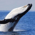 1 punta cana whale watching sanctuary experience Punta Cana: Whale Watching Sanctuary Experience