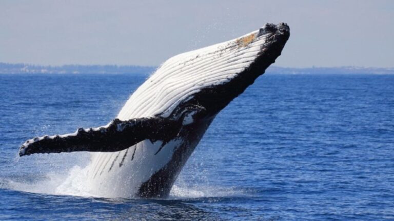 Punta Cana: Whale Watching Sanctuary Experience