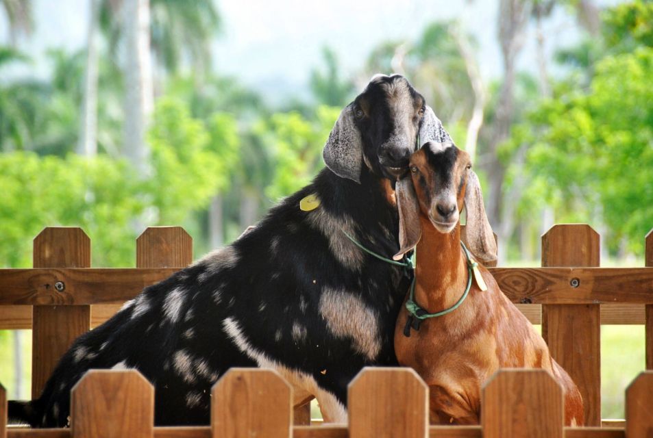 1 punta cana xploration animal park bus tour with encounters Punta Cana: Xploration Animal Park Bus Tour With Encounters