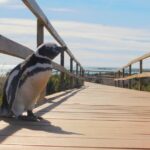 1 punta tombo with puerto madryn shore excursions tours Punta Tombo With Puerto Madryn Shore Excursions Tours