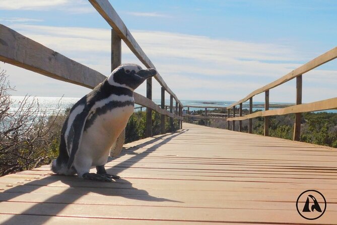 Punta Tombo With Puerto Madryn Shore Excursions Tours