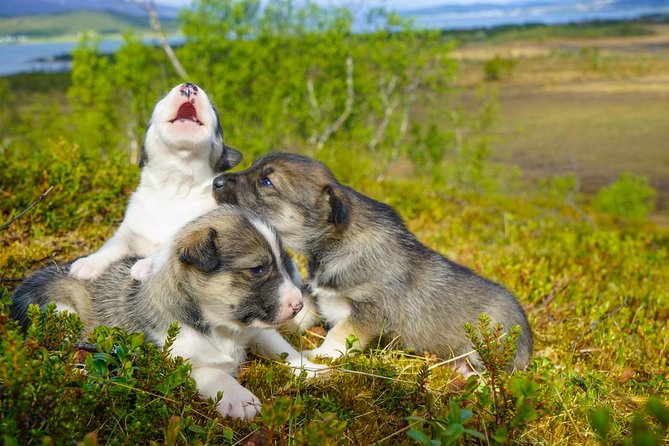 Puppy Training Experience at a Husky Farm in Tromso - Additional Information