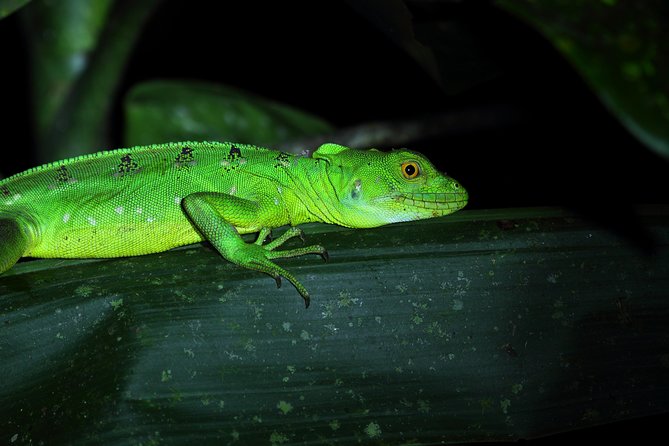 Rainforest Night Walk and Authentic Costa Rican Dinner From La Fortuna