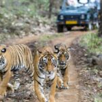 1 rajasthan wildlife tour Rajasthan Wildlife Tour