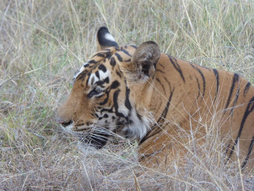 Ranthambore National Park - Booking Details and Policies