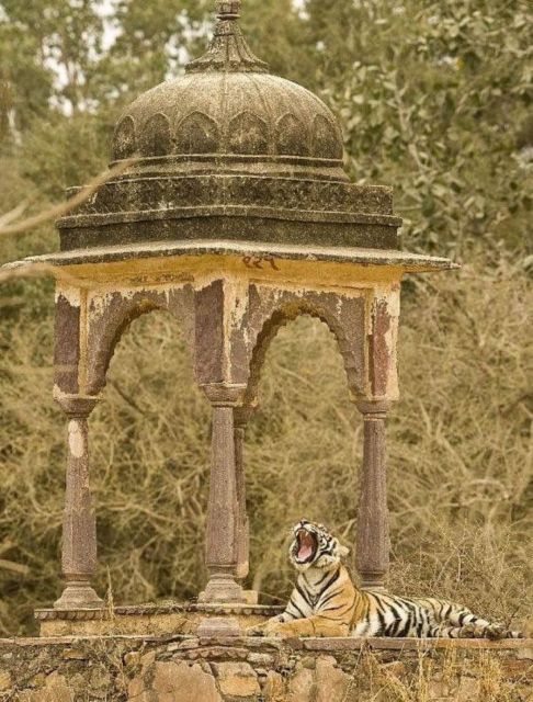 Ranthambore Wildlife (Tiger Safari)Full Day Tour From Jaipur
