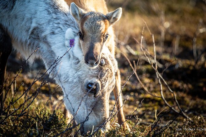 REINDEER CALVING DAY TRIP – a Once in a Life Time Experience in Karasjok