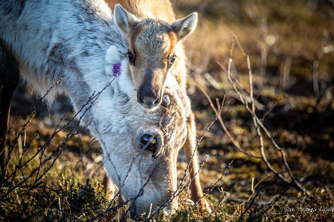 1 reindeer calving day trip a once in a life time experience in karasjok REINDEER CALVING DAY TRIP - a Once in a Life Time Experience in Karasjok