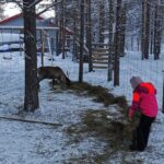 1 reindeer feeding join us for a unique moment with our reindeer REINDEER FEEDING - Join Us for a Unique Moment With Our REINDEER