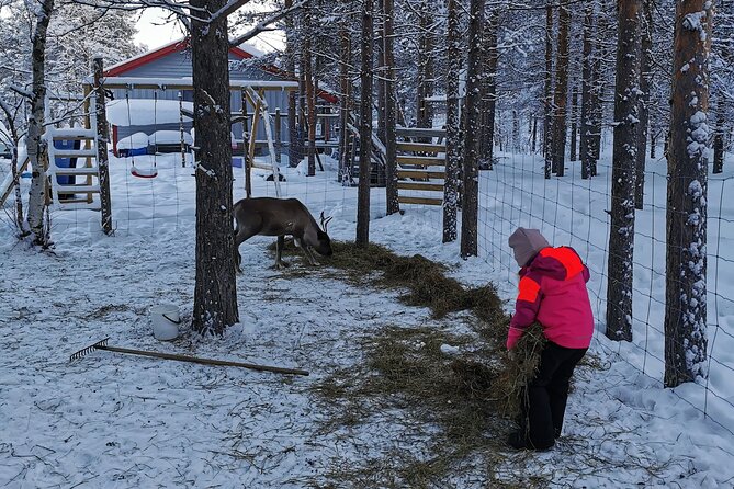 1 reindeer feeding join us for a unique moment with our reindeer REINDEER FEEDING - Join Us for a Unique Moment With Our REINDEER
