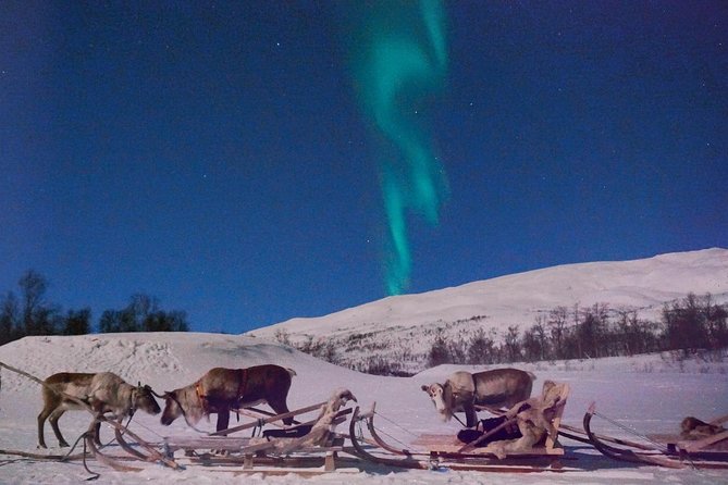 1 reindeer sledding and feeding with chance of northern lights tromso Reindeer Sledding and Feeding With Chance of Northern Lights Tromso
