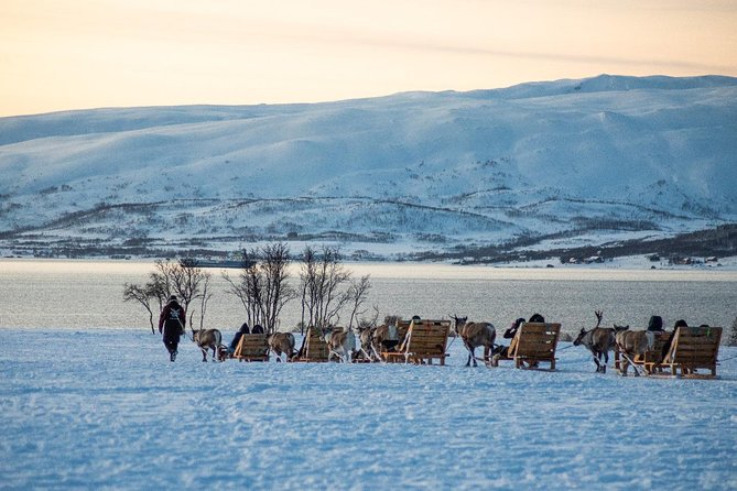 1 reindeer sledding experience and sami culture tour from tromso Reindeer Sledding Experience and Sami Culture Tour From Tromso