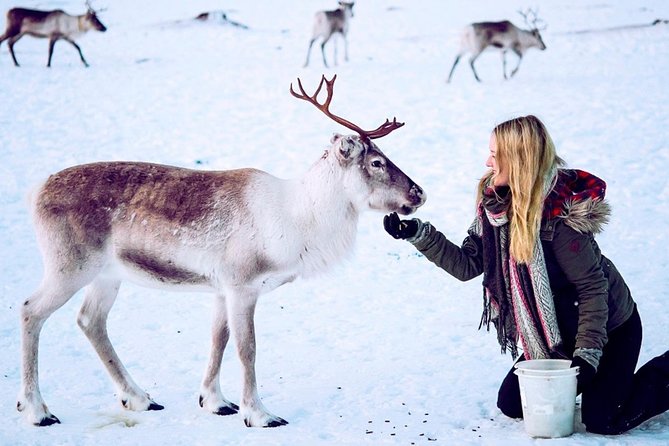 1 reindeer visit and sami culture including lunch from tromso Reindeer Visit, and Sami Culture Including Lunch From Tromso