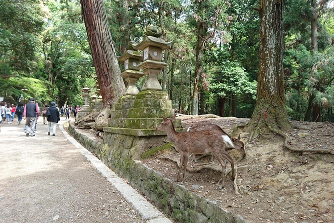 Relax in Nara: Deer Park, Todai-ji Temple and Merchants Town
