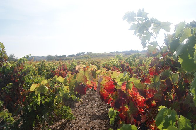Rioja Wine Tour: Winery, Tasting & Lunch From San Sebastian