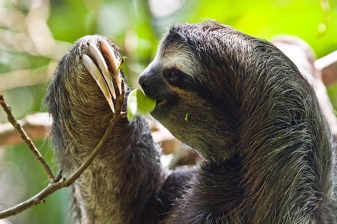 Roatan Shore Excursion: Monkeys, Sloths, and Snorkel Adventure - Excursion Overview