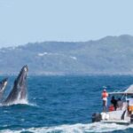 1 sabana de la mar private whale watching samana bay Sabana De La Mar: Private Whale Watching Samana Bay