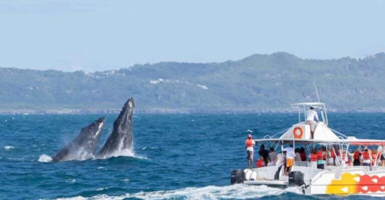 Sabana De La Mar: Private Whale Watching Samana Bay