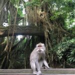 1 sacred monkey forest sanctuary rice terrace waterfall temple Sacred Monkey Forest Sanctuary - Rice Terrace - Waterfall -Temple