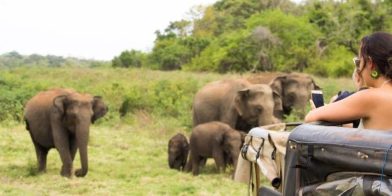 Safari Adventure: Yala National Park Afternoon Expedition”