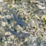 1 sal island walk with lemon sharks finnish guide Sal Island: Walk With Lemon Sharks (Finnish Guide)