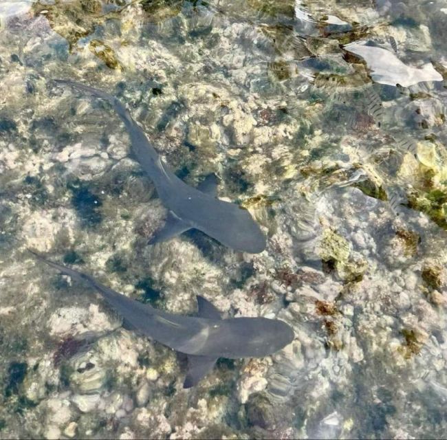 1 sal island walk with lemon sharks finnish guide Sal Island: Walk With Lemon Sharks (Finnish Guide)