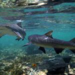 1 salt pans lemon sharks experience Salt Pans & Lemon Sharks Experience