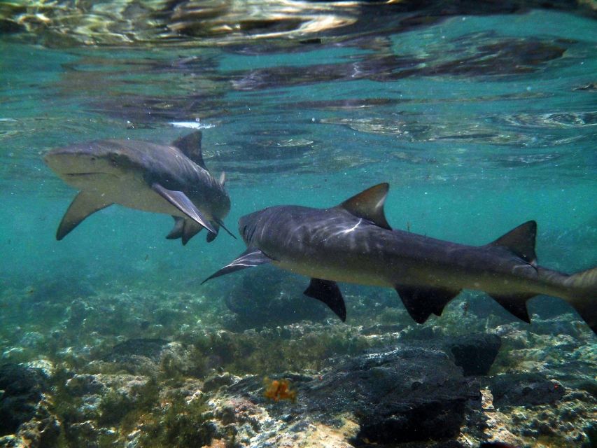 1 salt pans lemon sharks Salt Pans & Lemon Sharks Experience