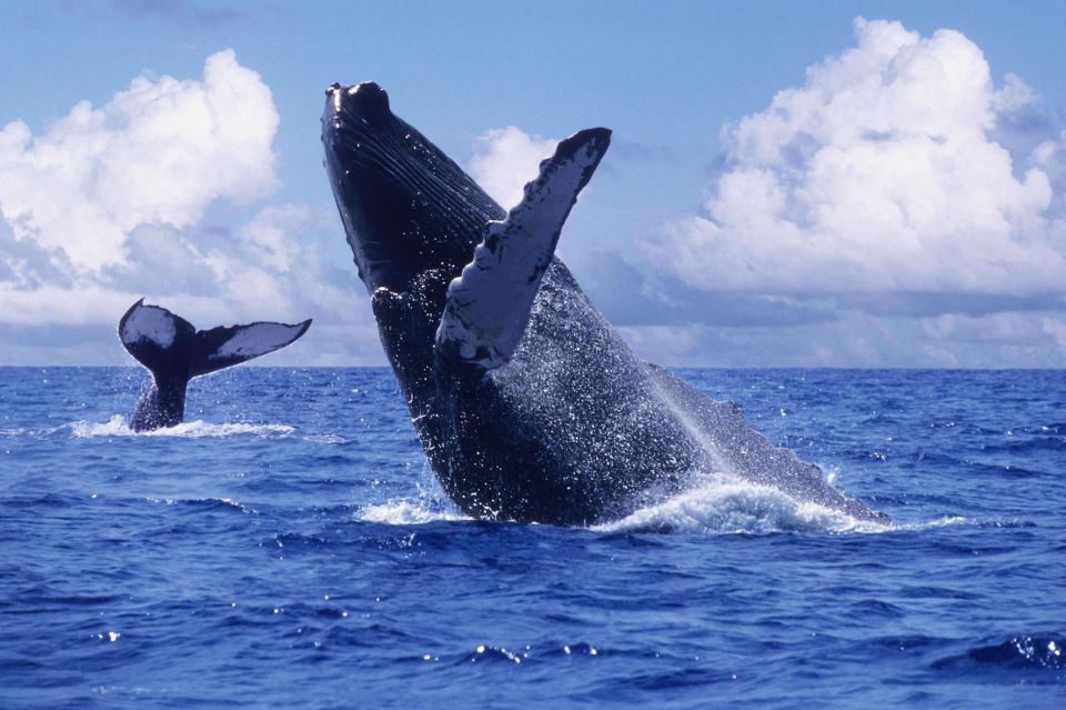 1 samana whale watching cayo levantado el limon waterfall Samana: Whale Watching, Cayo Levantado & El Limon Waterfall