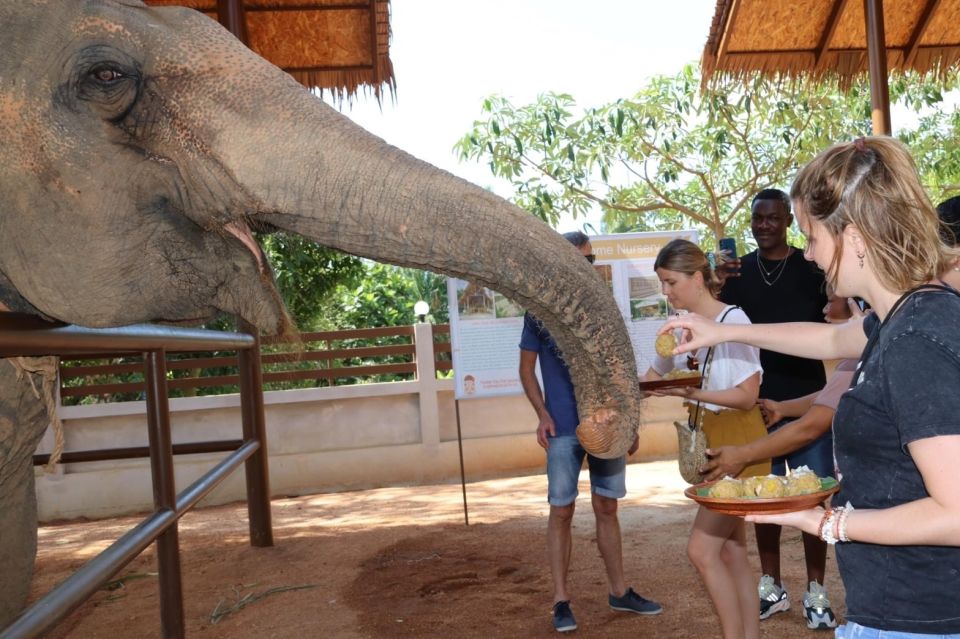 1 samui feeding program at the elephant home nursery Samui: Feeding Program at the Elephant Home Nursery